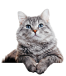 Gato