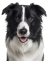 Cão